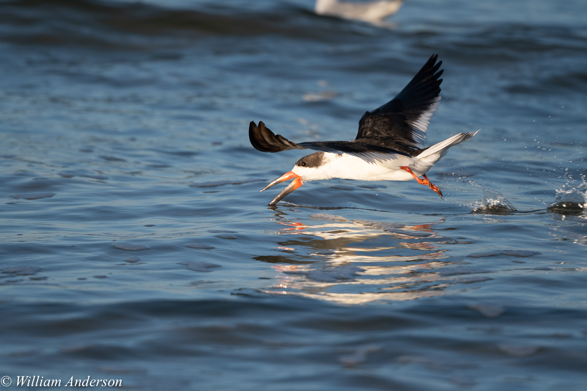 Black Skimmer5.jpg