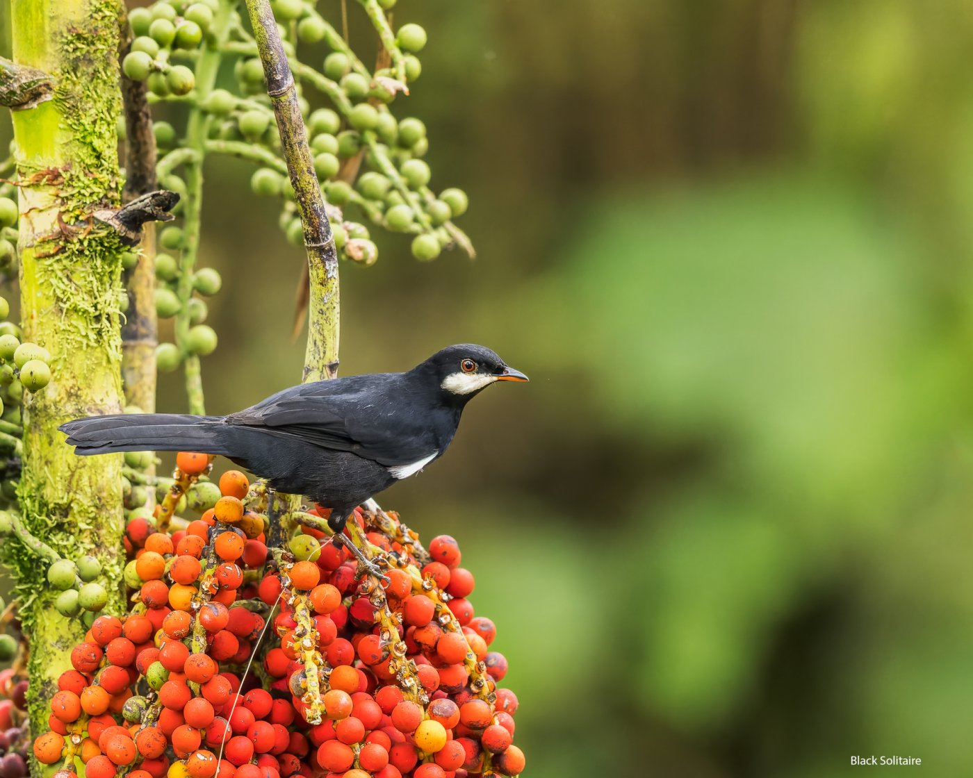 Black-Solitaire-Amagusa-2.jpg