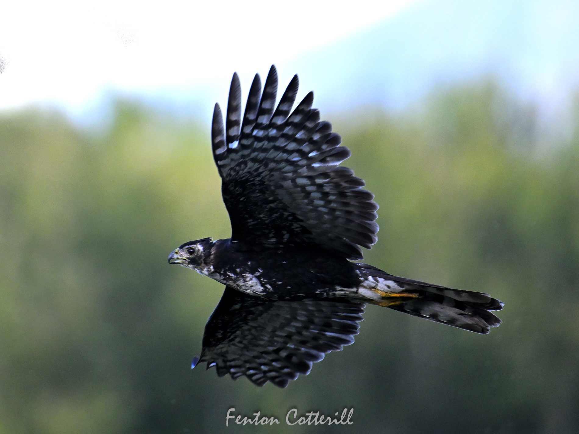 Black Sparrowhawk flying Mar2023_F Cotterill-4.jpg