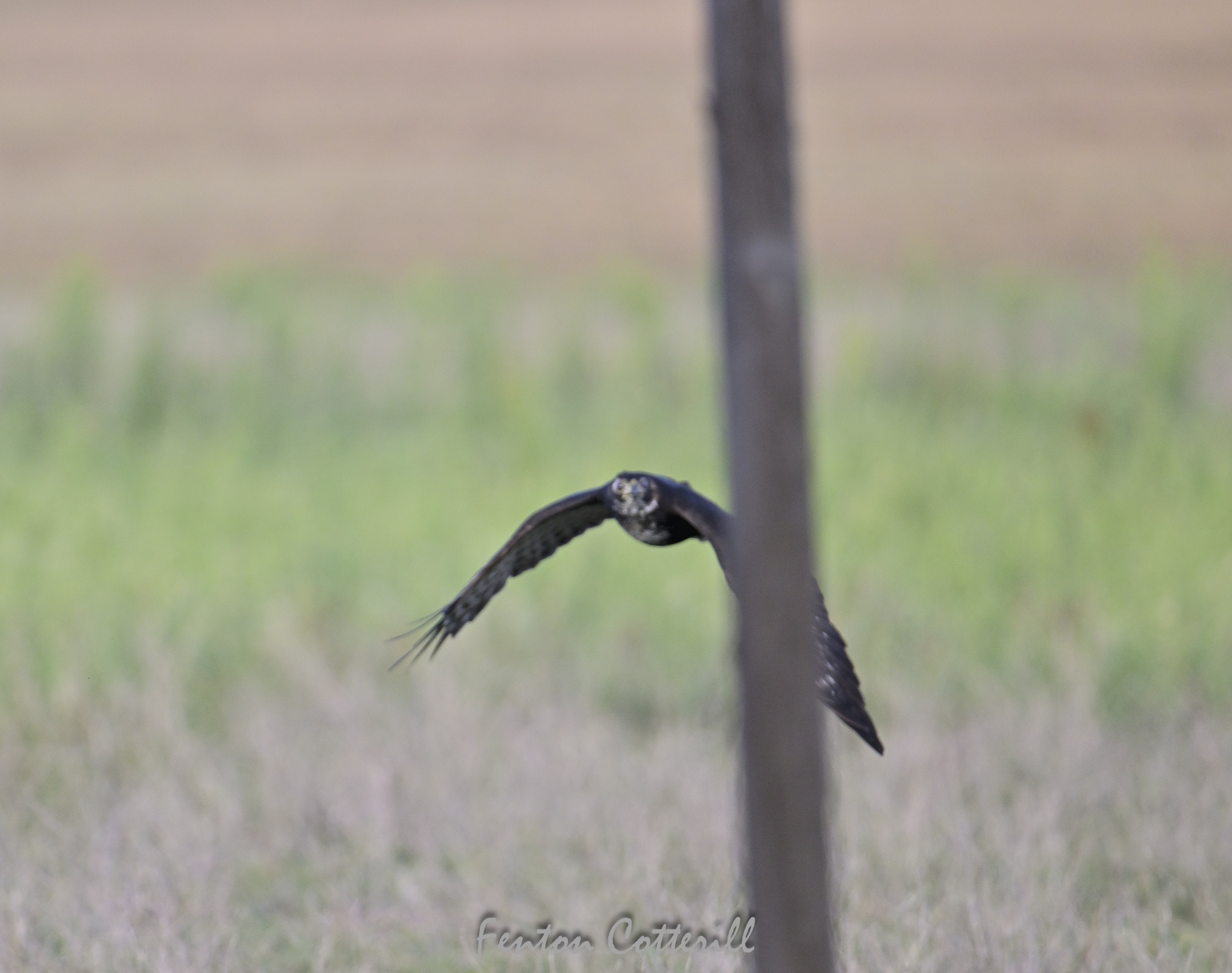 Black Sparrowhawk flying Z9 tracking Mar2023_F Cotterill-3.jpg