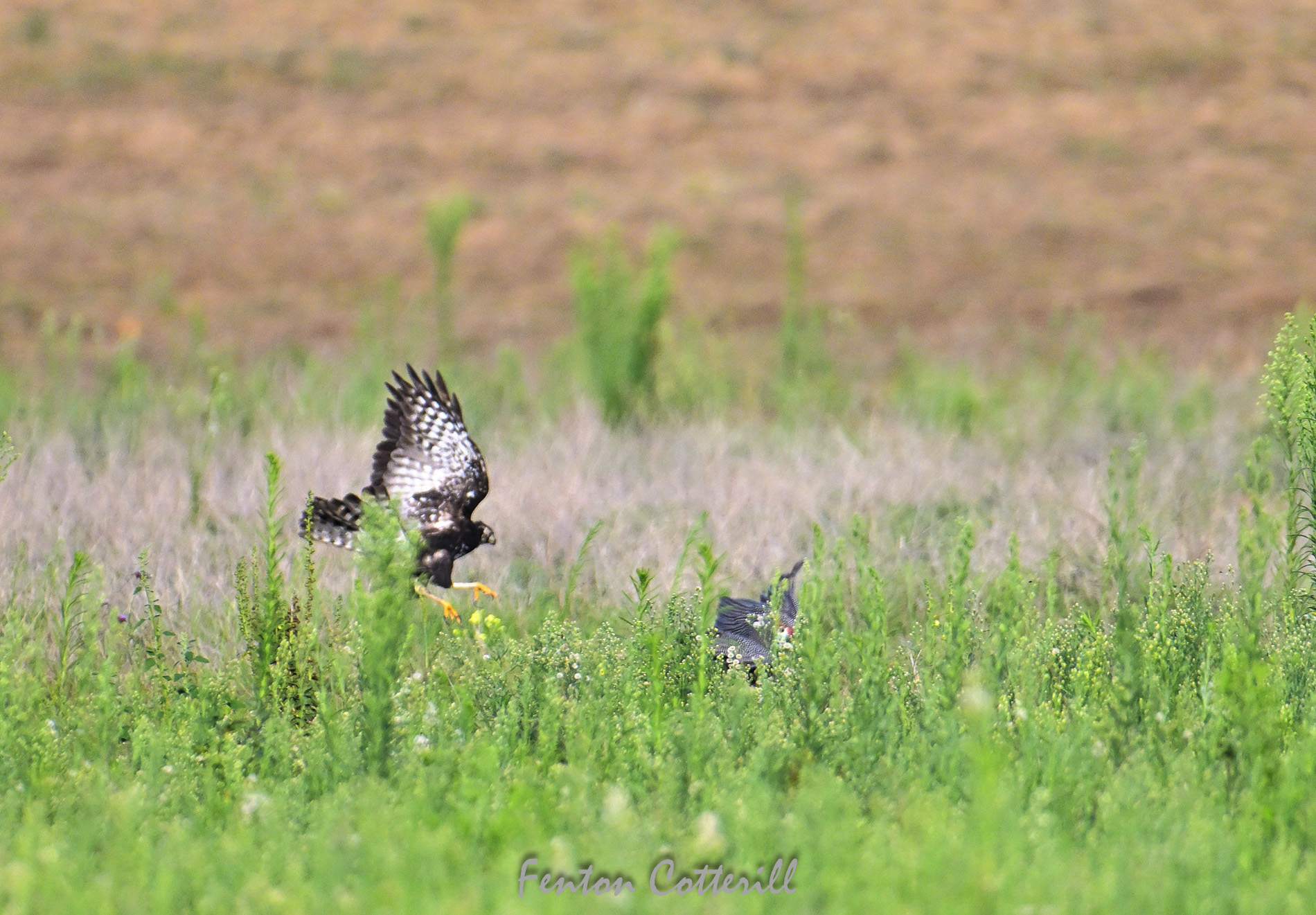Black Sparrowhawk hunting Guineafowl attack  Mar2023_F Cotterill-1.jpg
