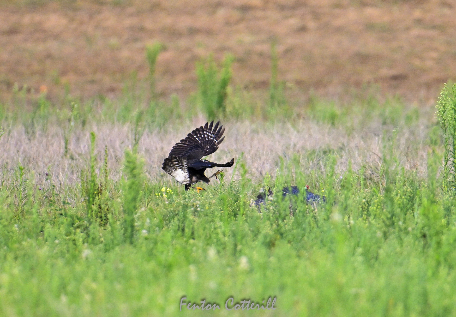 Black Sparrowhawk hunting Guineafowl attack  Mar2023_F Cotterill-2.jpg