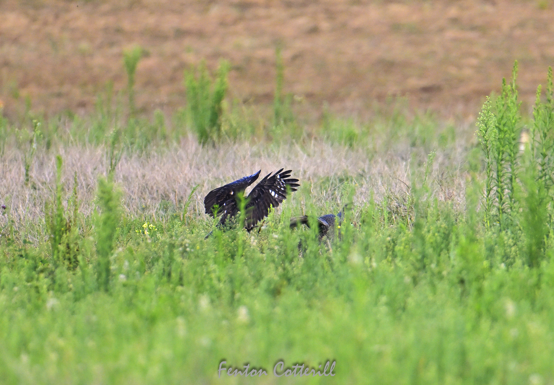 Black Sparrowhawk hunting Guineafowl attack  Mar2023_F Cotterill-3.jpg