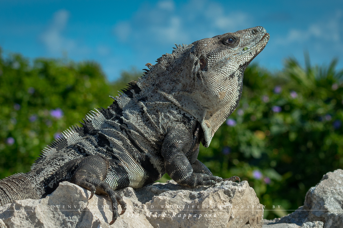 Black Spiny-tailed Iguana.jpg