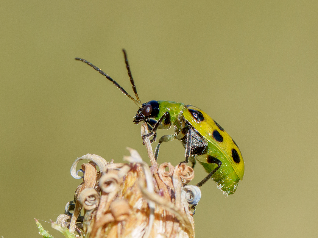 Black spotted bug SNY04135.jpg