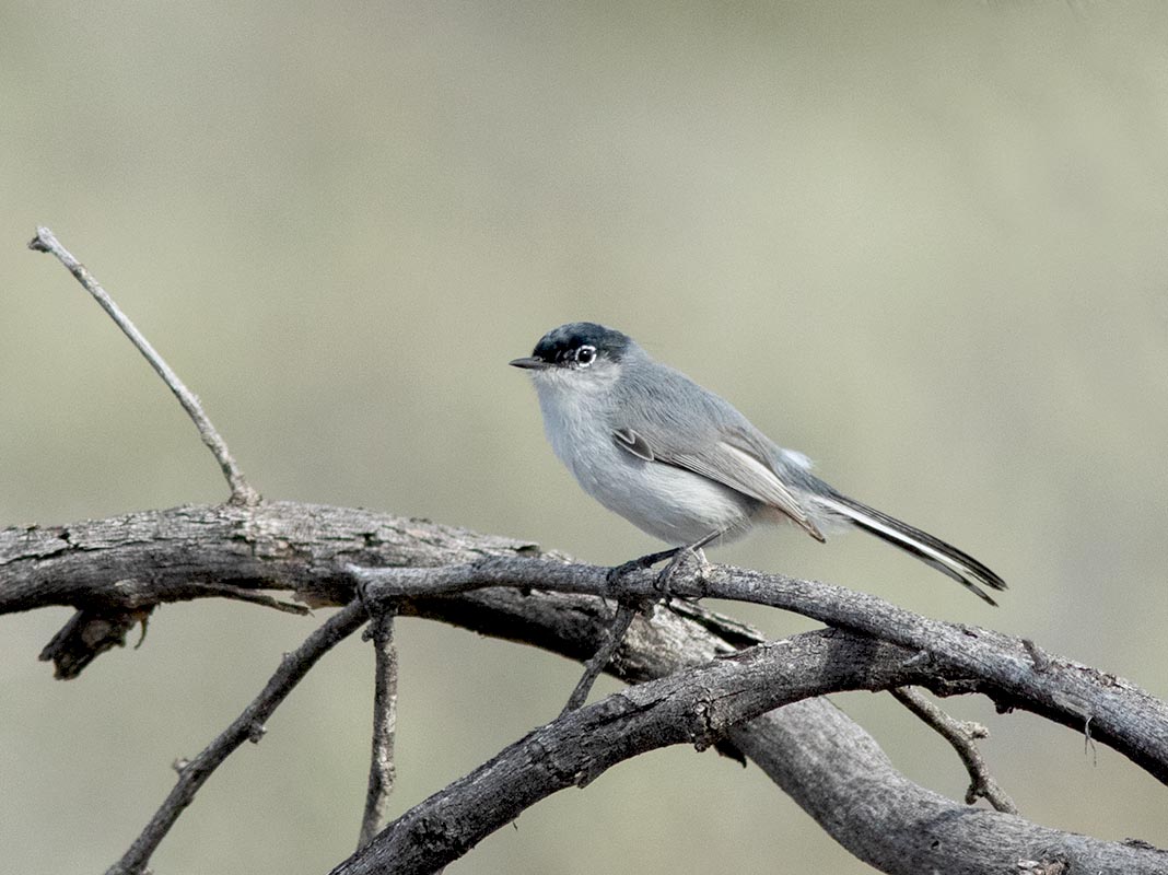 Black-stailed Gnatcatcher  Salome Hiway Thrasher Spot 021420157X0A6417.jpg