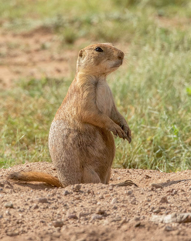 Black-tailed Prairie Dog20150902 Empire Cienega 7X0A6023.jpg