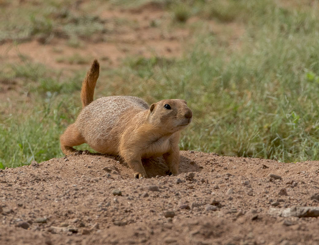 Black-tailed Prairie Dog20150902 Empire Cienega 7X0A6050.jpg