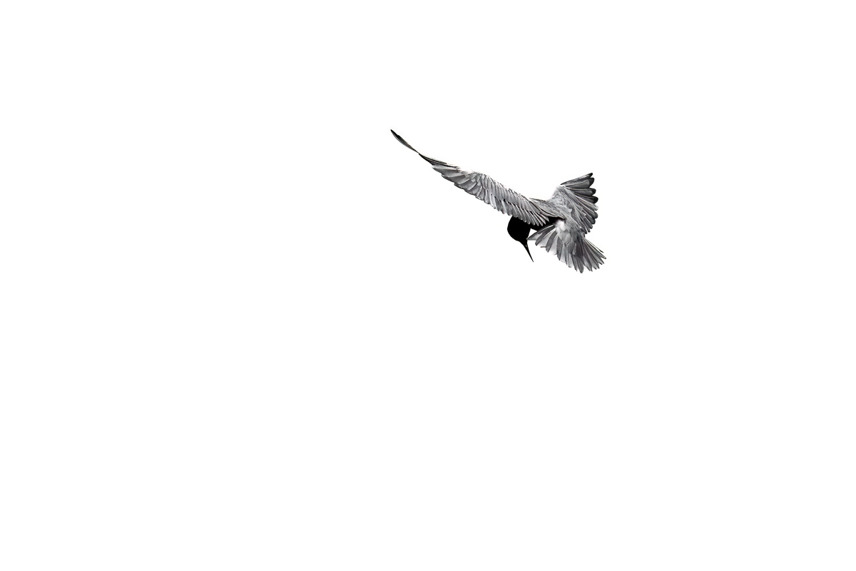 black tern 9939 BCG-.jpg