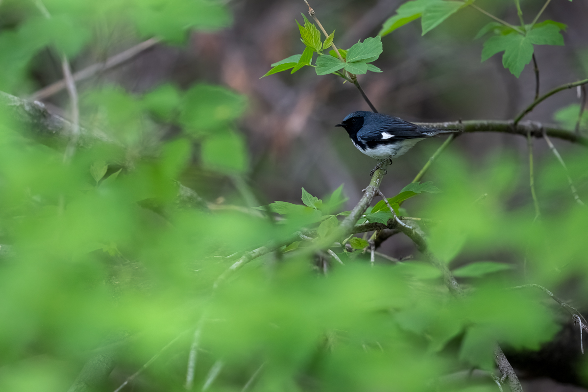 black throated blue warbler 1214 BCG-.jpg