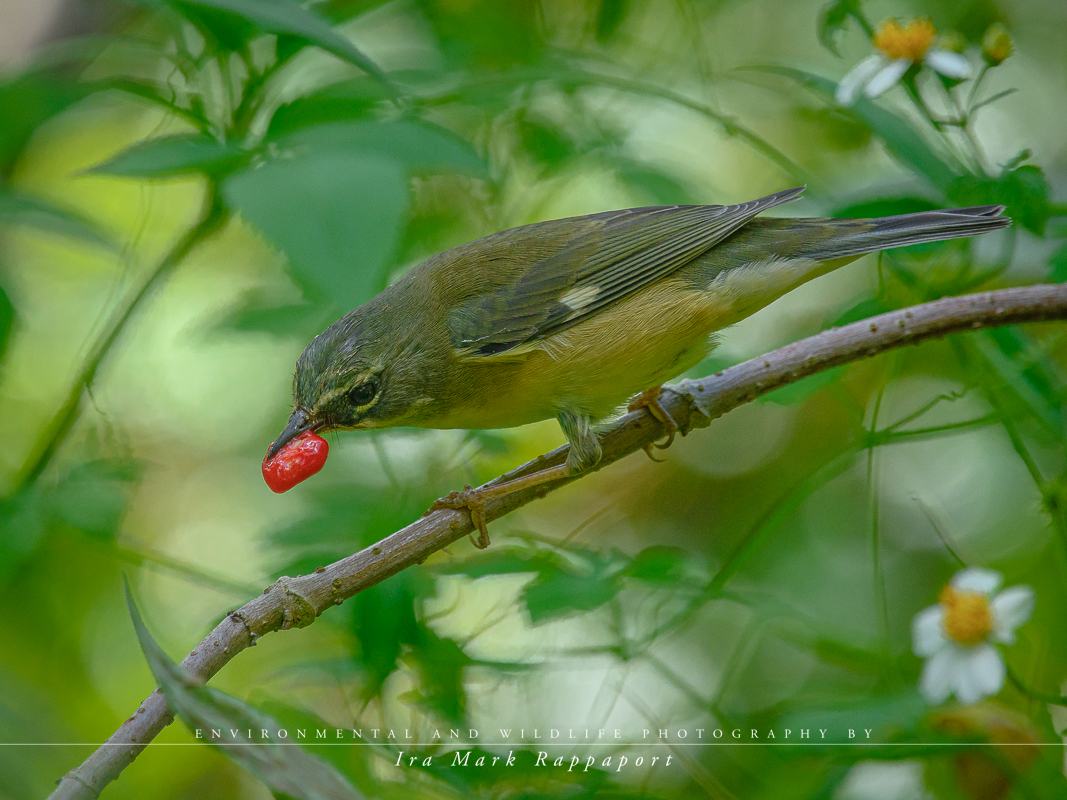 Black-throated Blue Warbler female.jpg