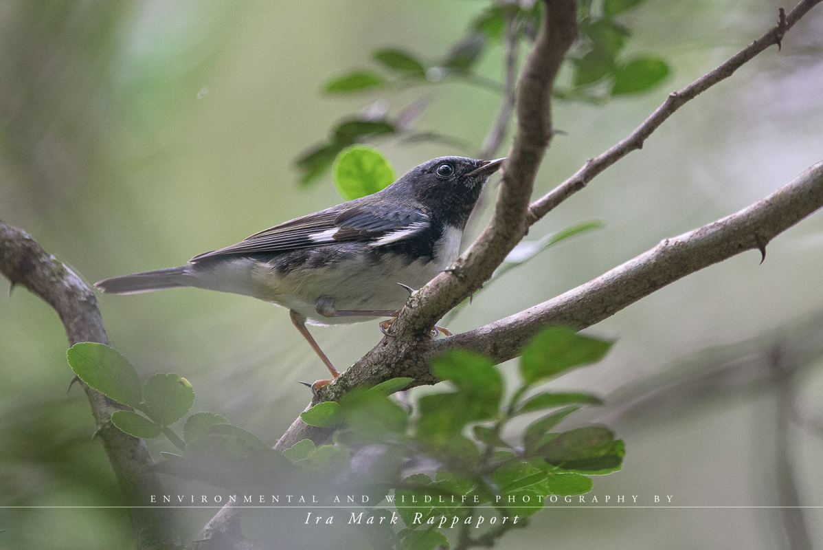 Black-throated Blue Warbler -male.jpg