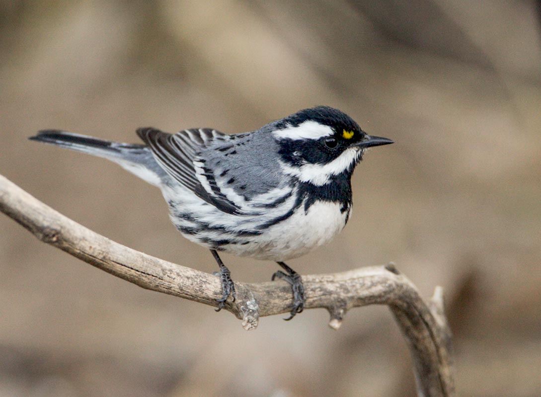 Black-throated Gray Warbler  Yard 04272009.jpg