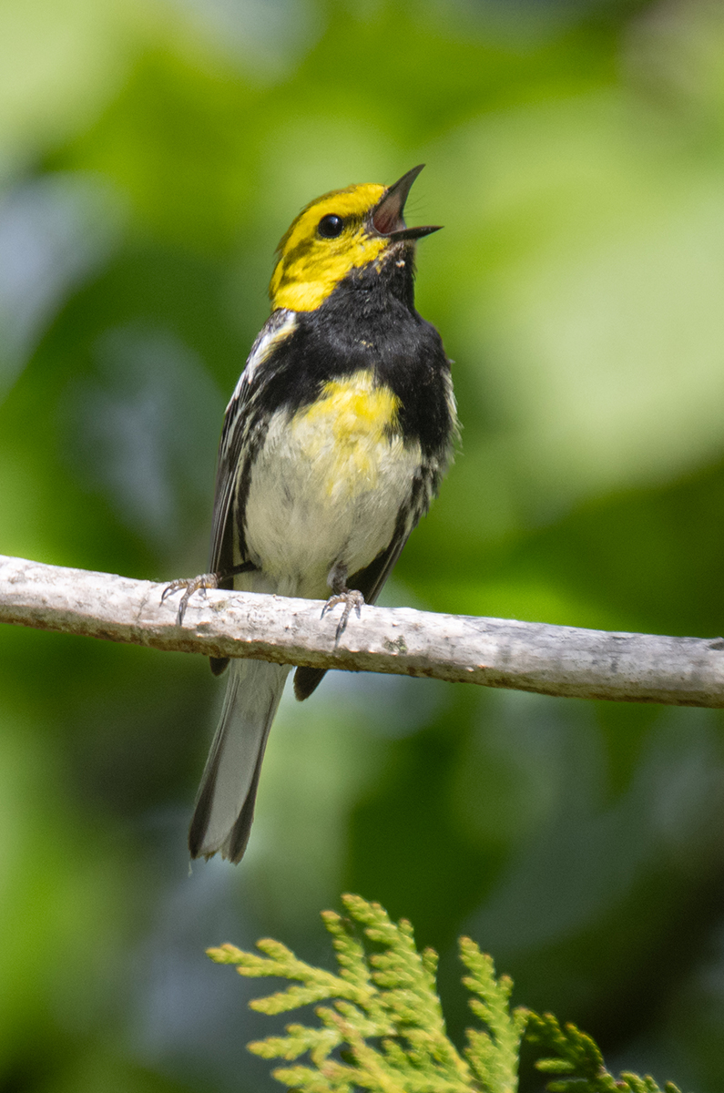 Black Throated Green Warbler 5050 darken BG.jpg