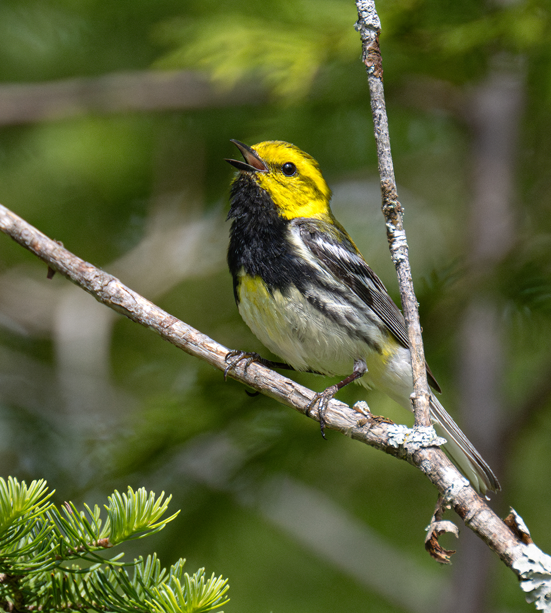 Black Throated Green Warbler 5066_.jpg