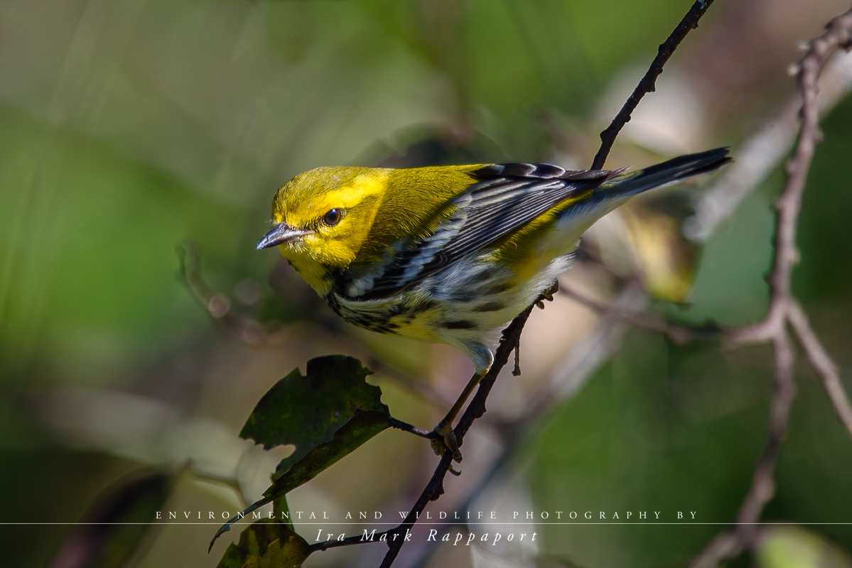 Black-throated Green Warbler.jpg