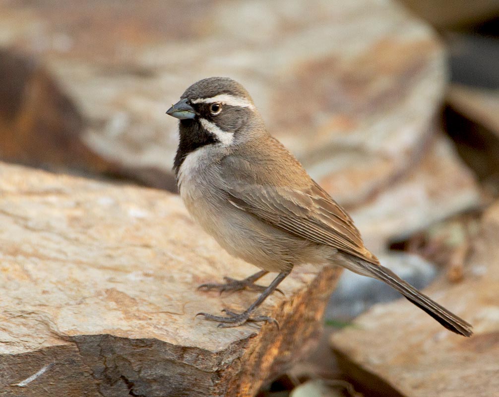 Black-throated Sparrow 20110505 4357 _E5C6821.jpg