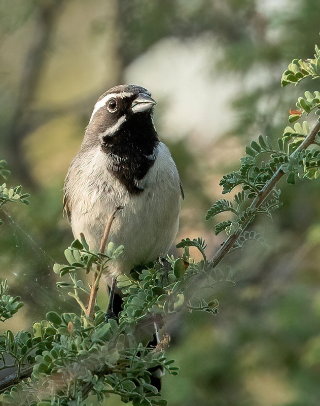 Black-throated Sparrow 20150819 Portal 7X0A3751-denoise-low-light.jpg