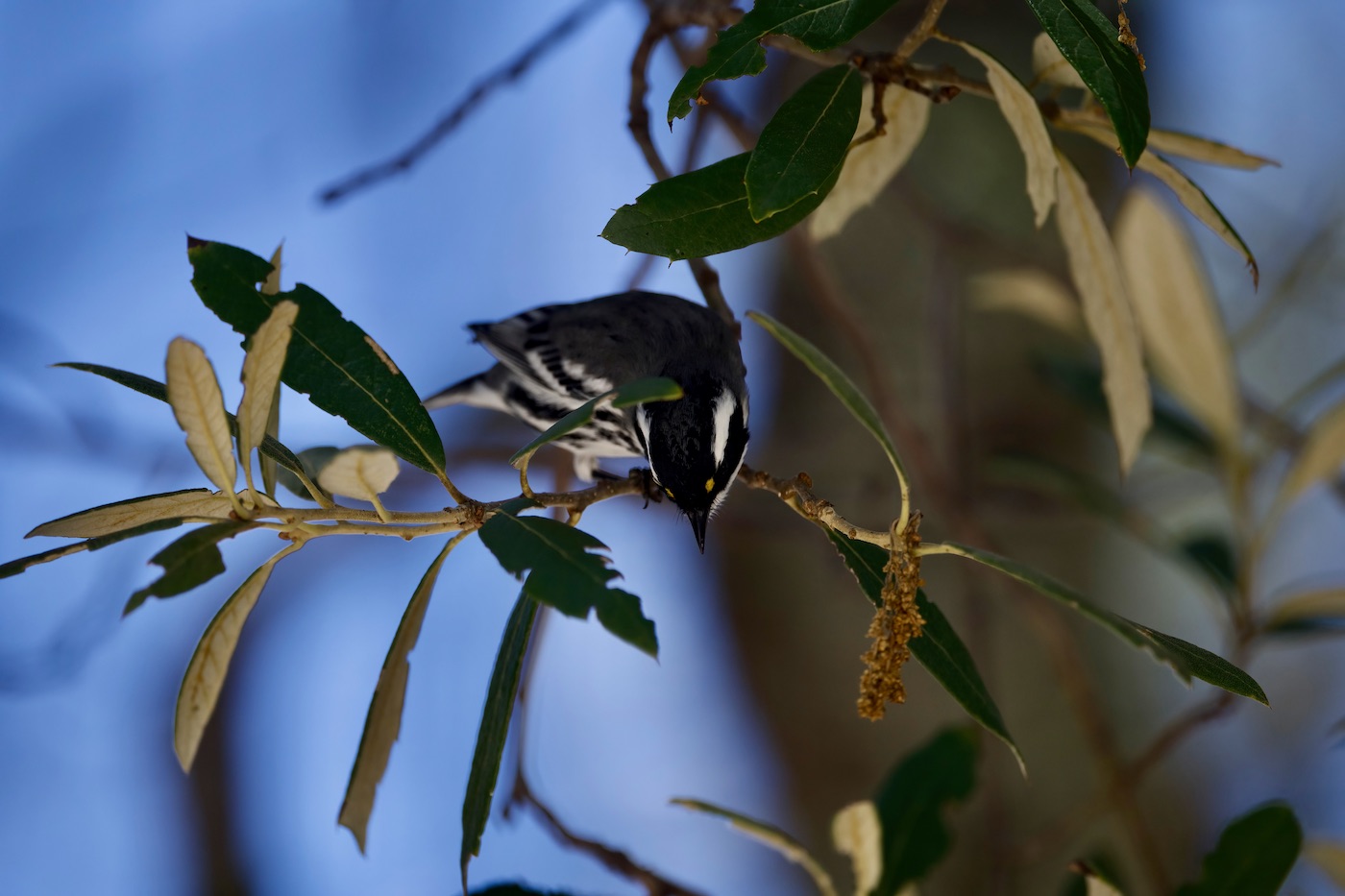 Black-throated Warbler.jpeg