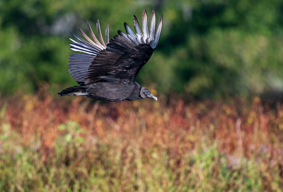 Black Vulture-0408-IMG_00001.jpg