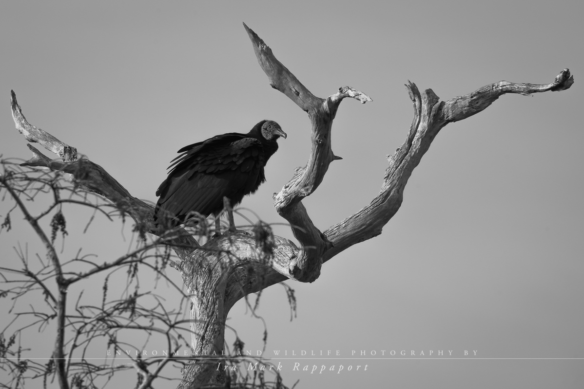 Black Vulture-4.jpg
