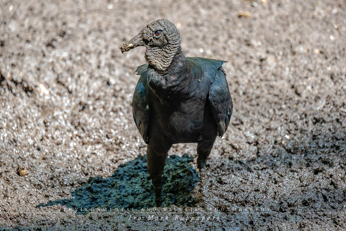 Black Vulture in the mud.jpg