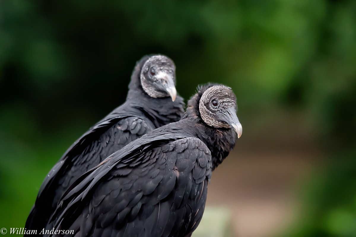 Black Vulture2.jpg