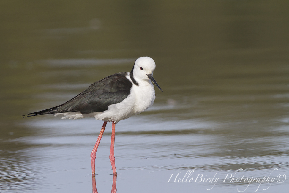 Black-winged Stilt.jpg