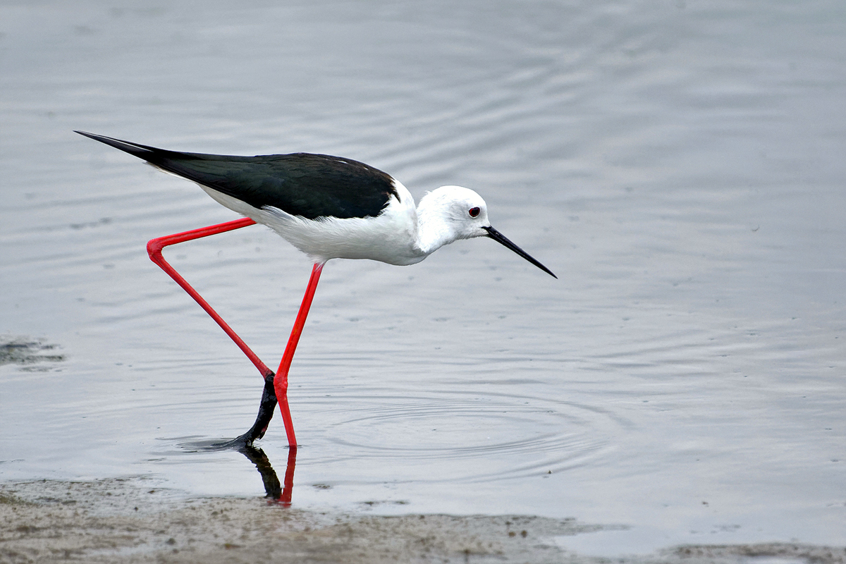 Black Winged Stiltbcg.jpg