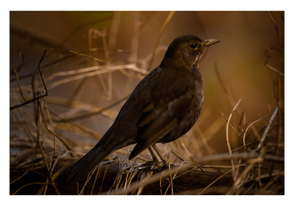 blackbird 2-0221-IMG_00001.jpg