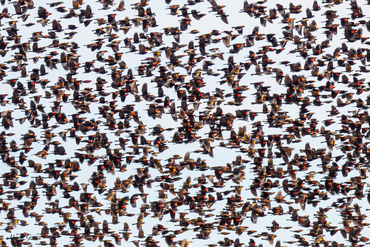 BlackbirdMurmuration-177.jpg