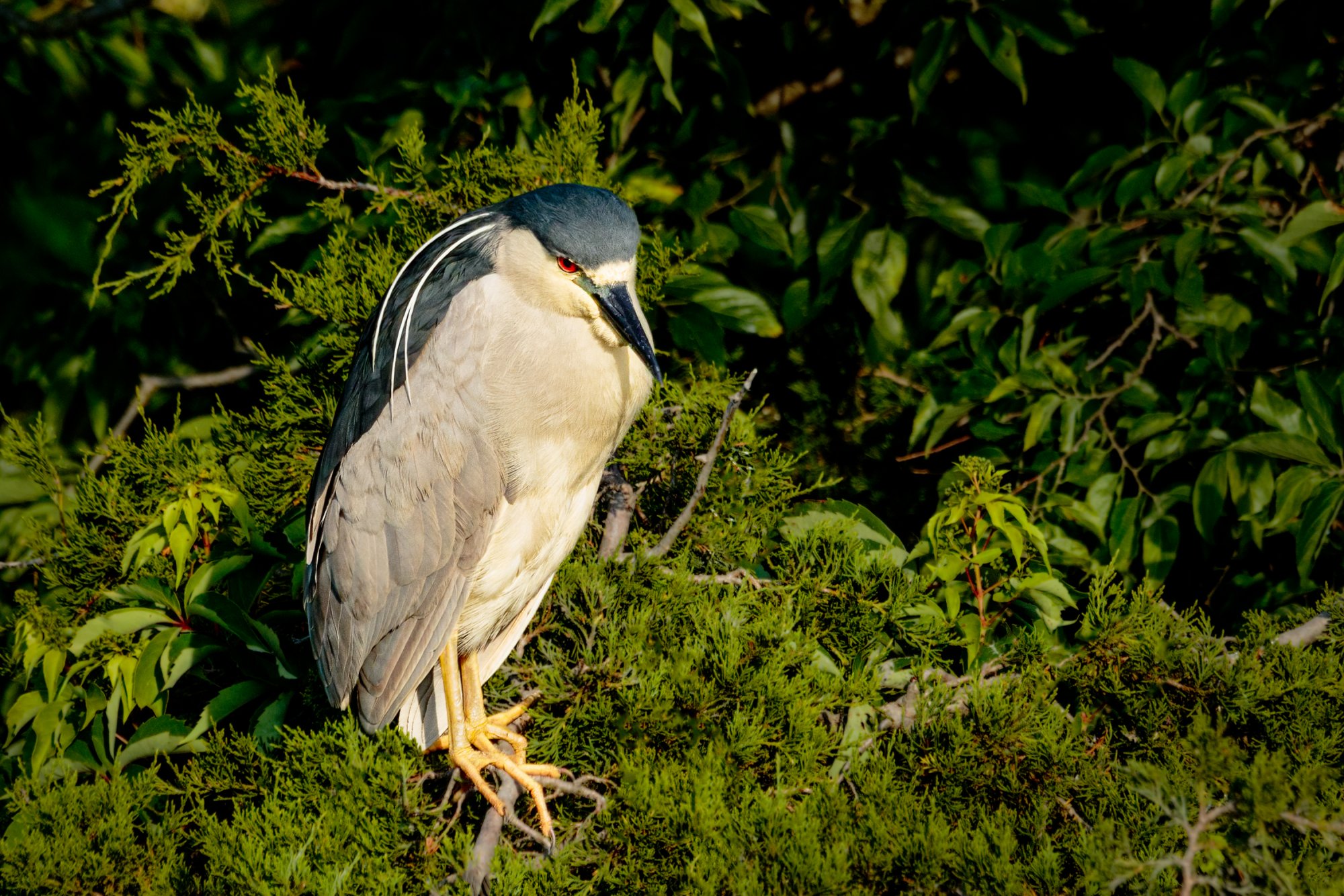 Blackcrowned Night Heron 2 6-8-21-3.jpg