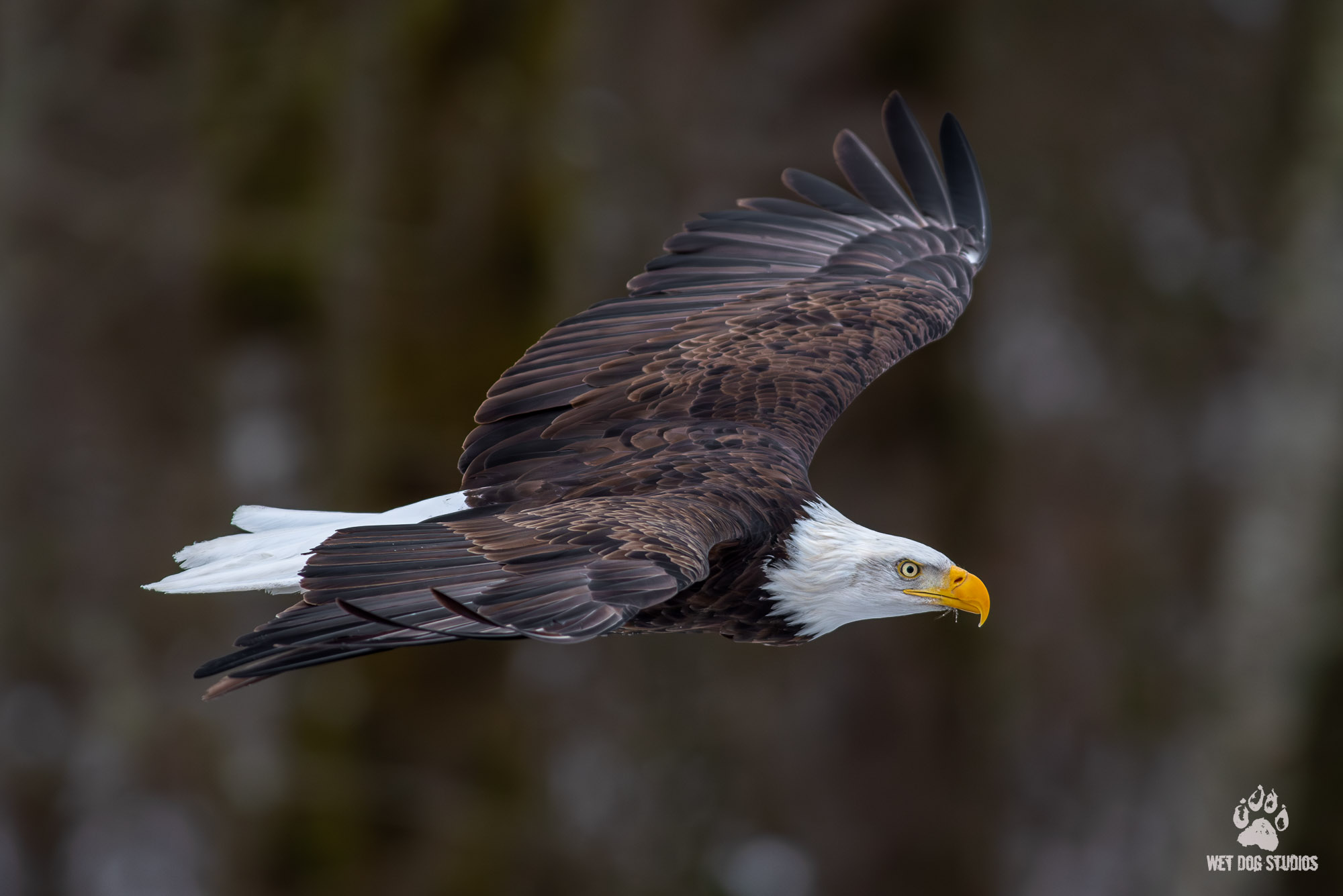Blad Eagle Flying Along the Nooksack River.jpg