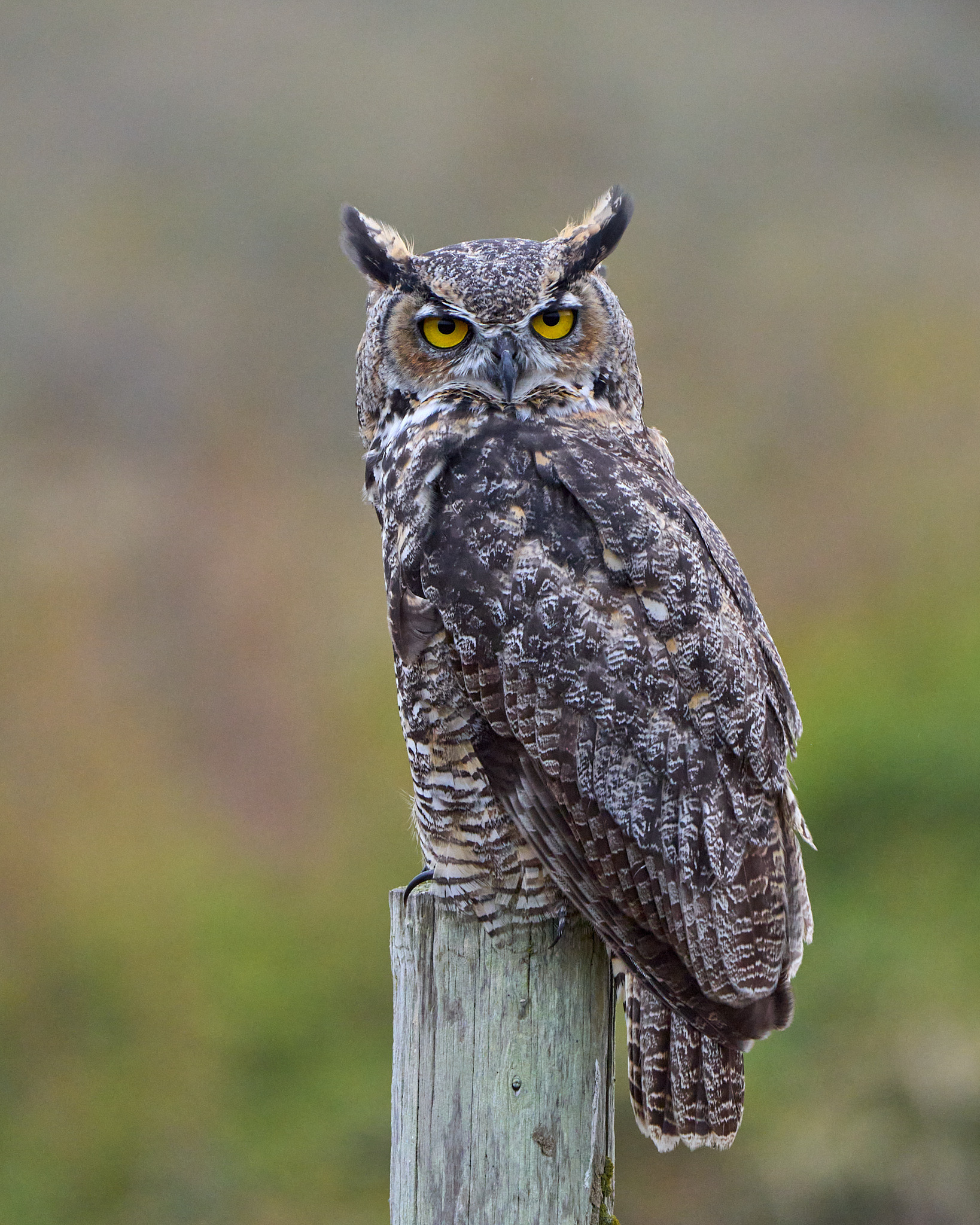 Blog 2023-09-01 Point Reyes 0432 Great Horned Owl.jpeg
