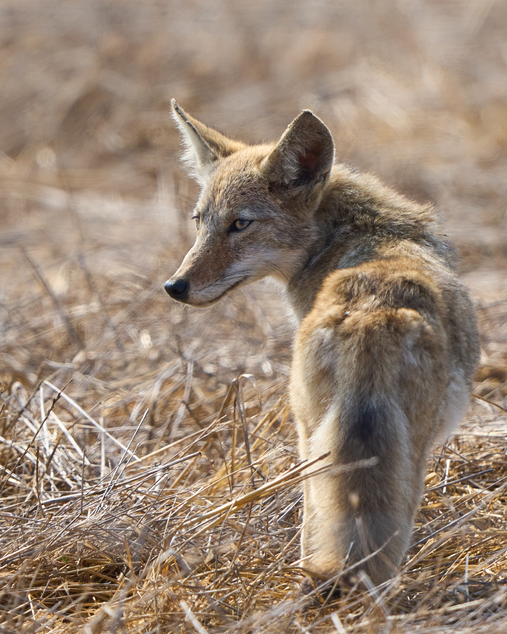 Blog 2023-09-23 Point Reyes 0011 Coyote.jpg