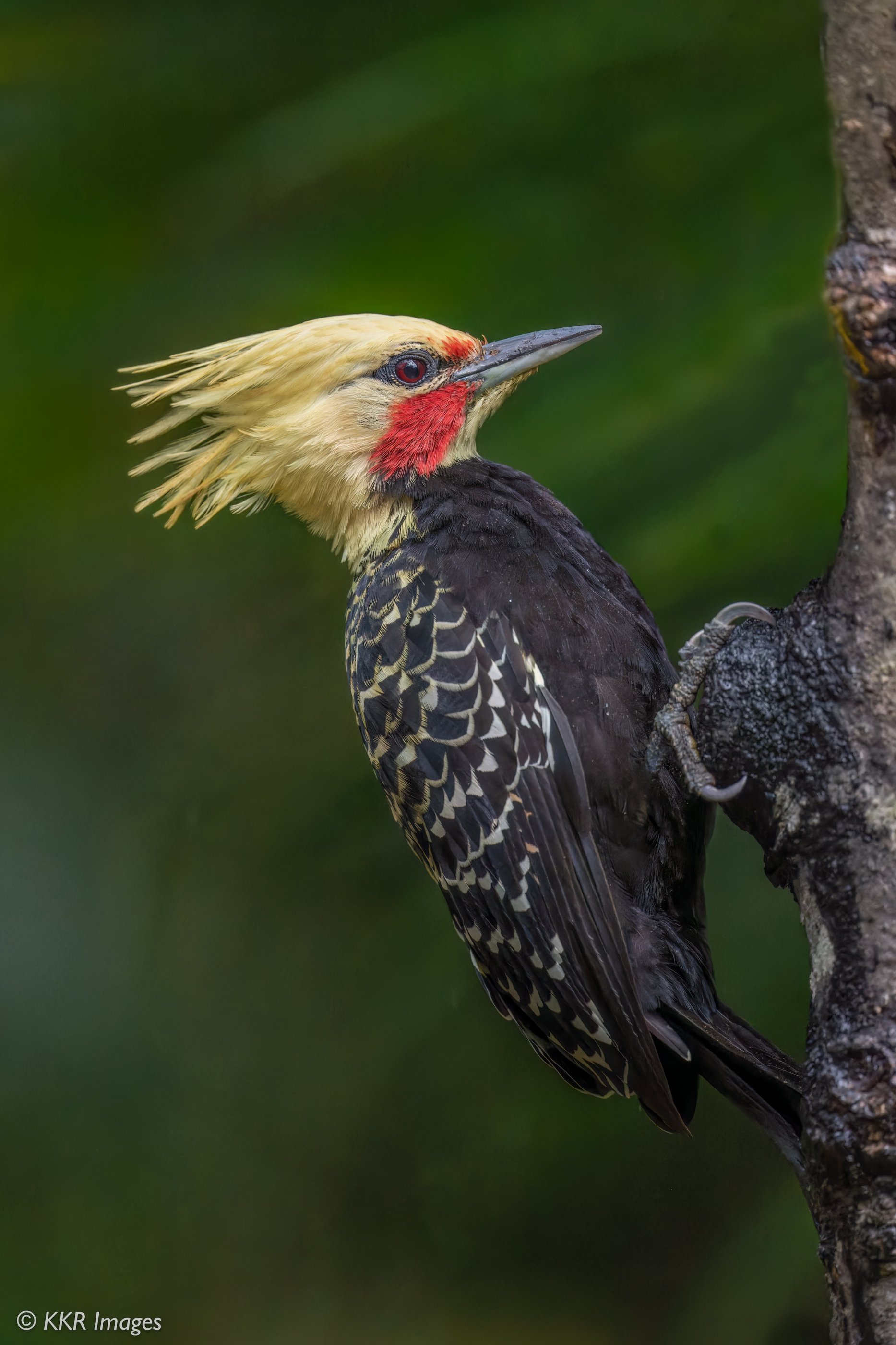 Blonde-crested Woodpecker copy.jpg