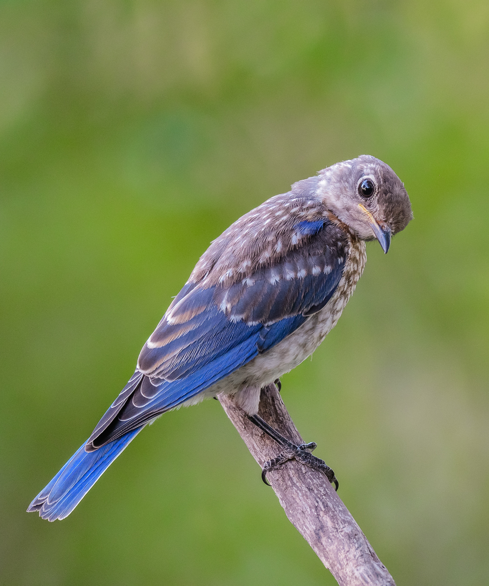 blue-bird-1.jpg
