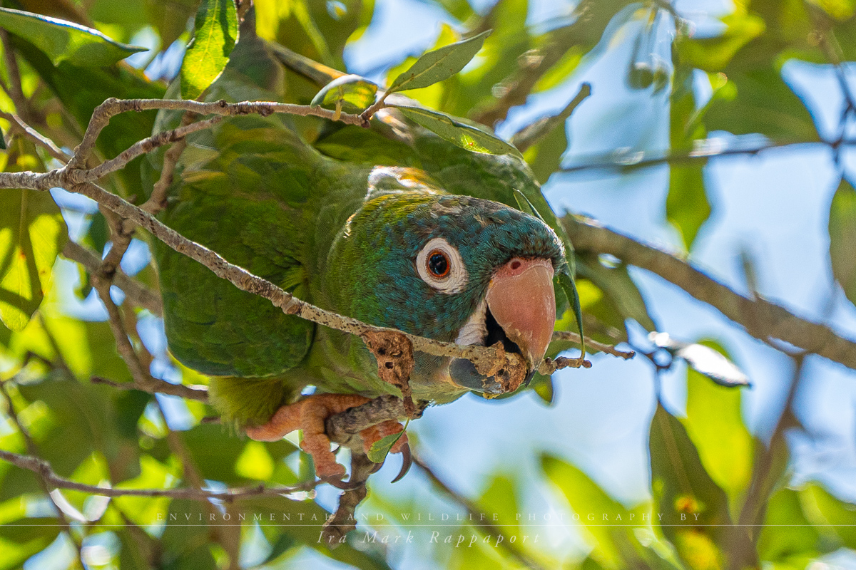 Blue-crowned parakeet -2.jpg