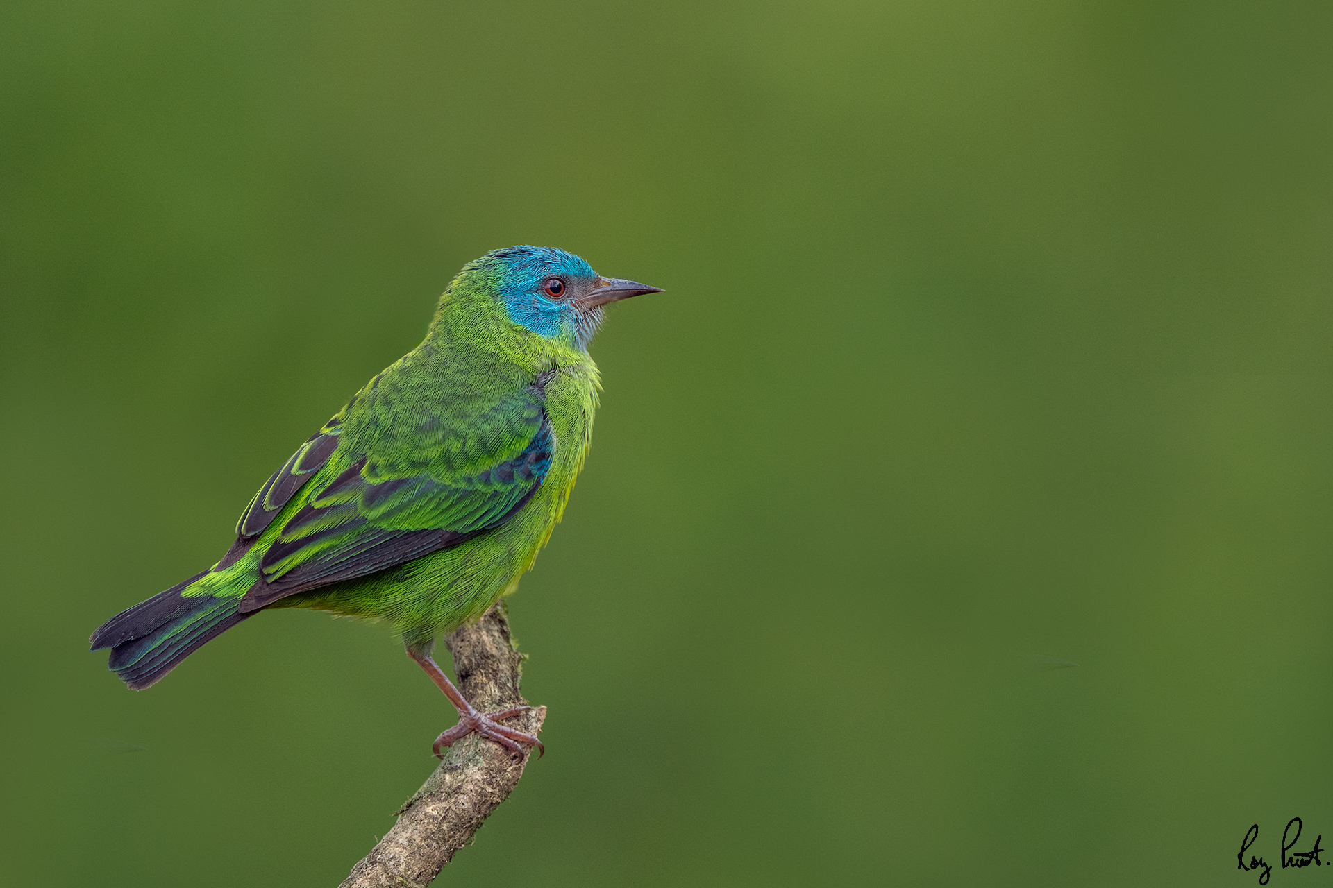 -Blue-Dacnis-30.jpg