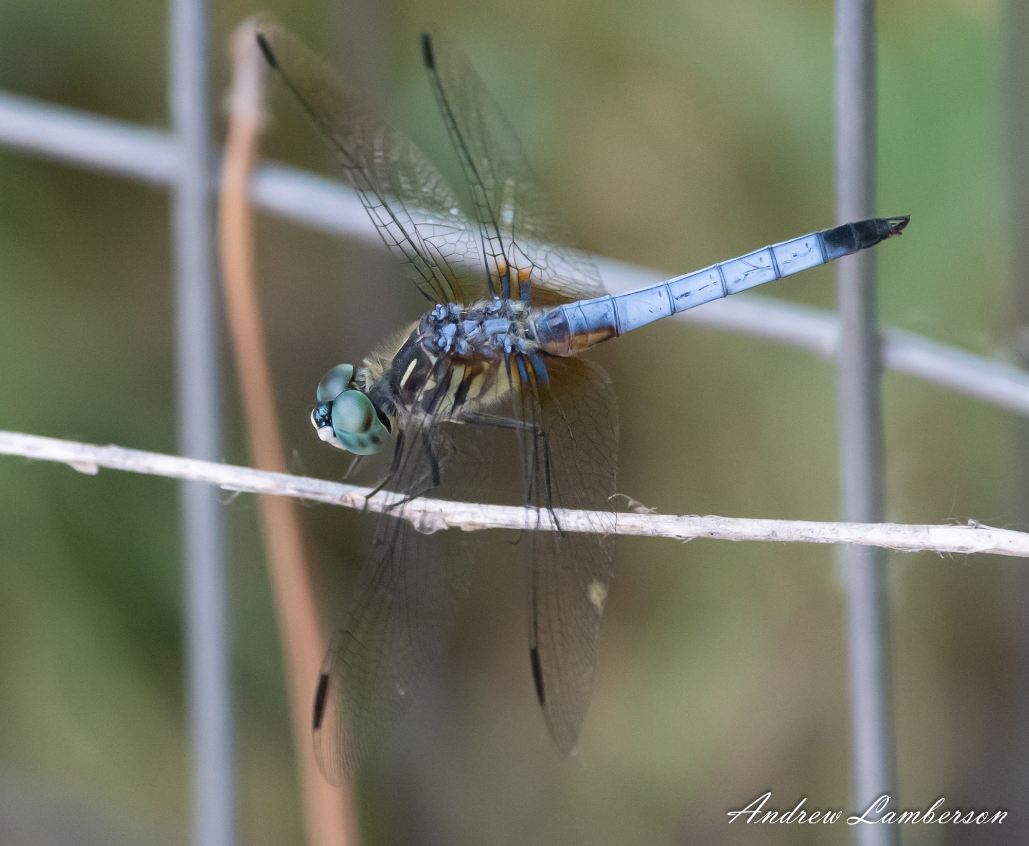 Blue Dasher best eyes-0319.jpg