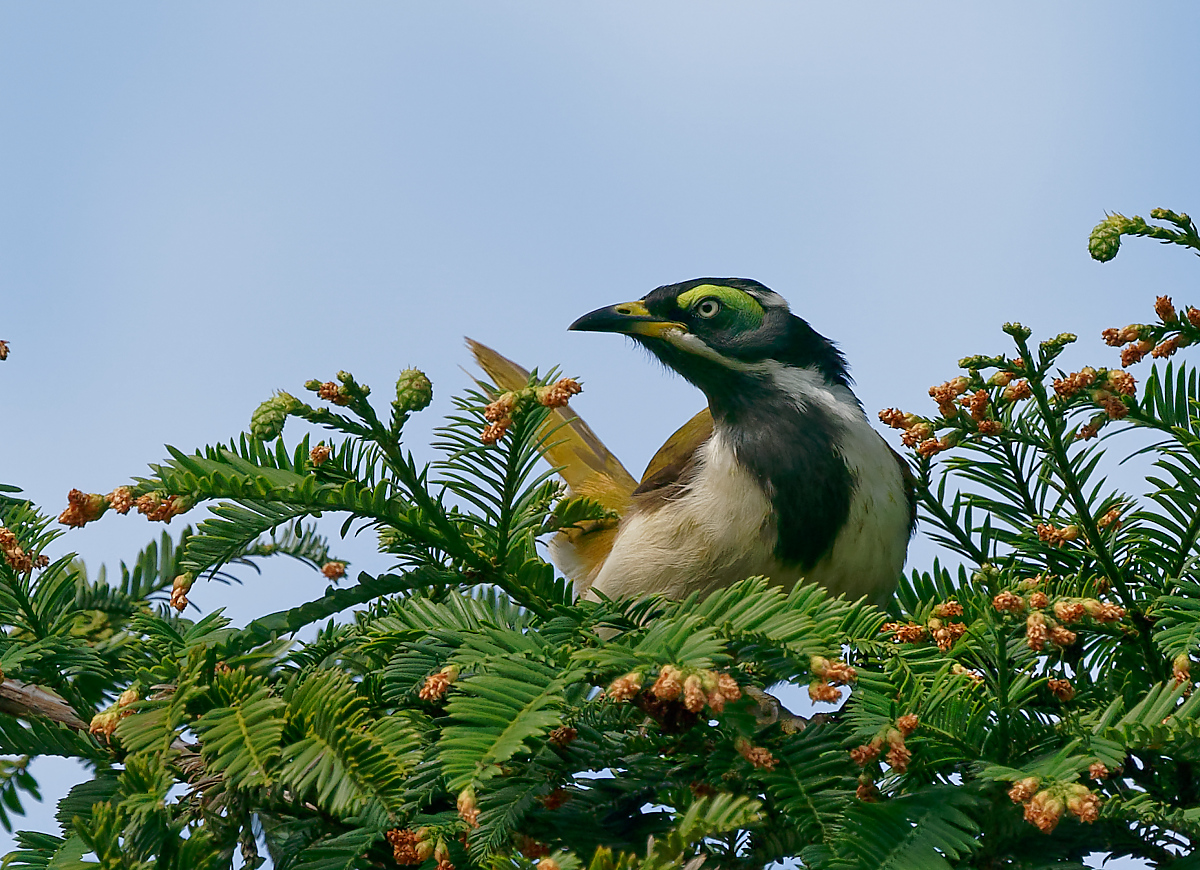 Blue-faced Honeyeater imm (1).jpg