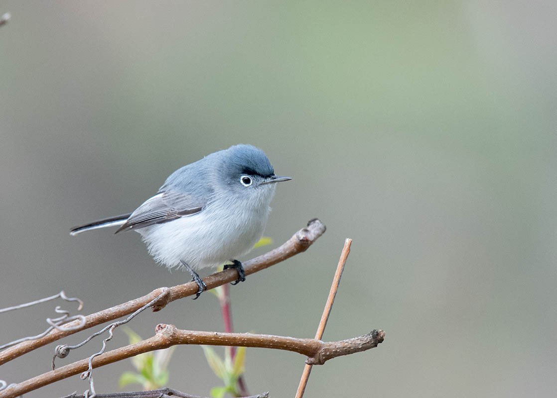 Blue-gray  Gnatcatcher  Magee Marsh  500_494405052019.jpg