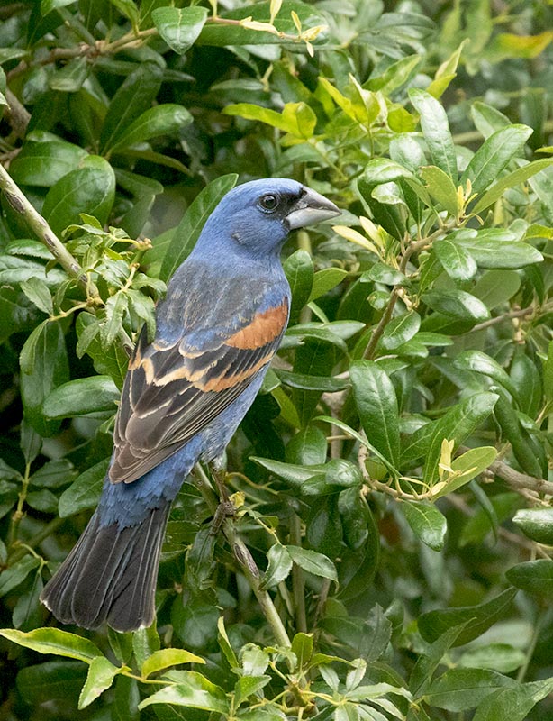 Blue Grosbeak 20150608 4357 (1).jpg