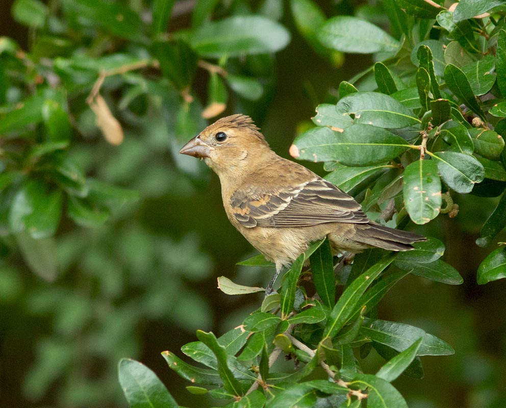 Blue Grosbeak IMG_8309 4357 09032014.jpg