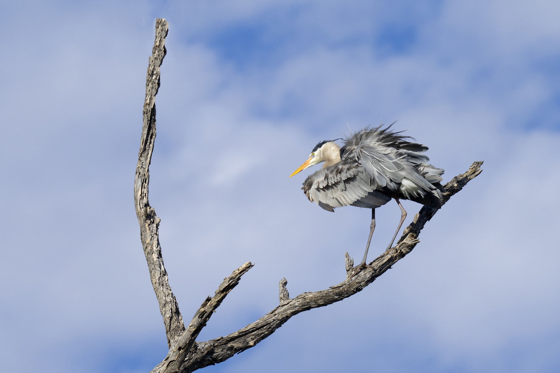 BLUE HERON FLUFFS IN TREE DSC_5777.jpg