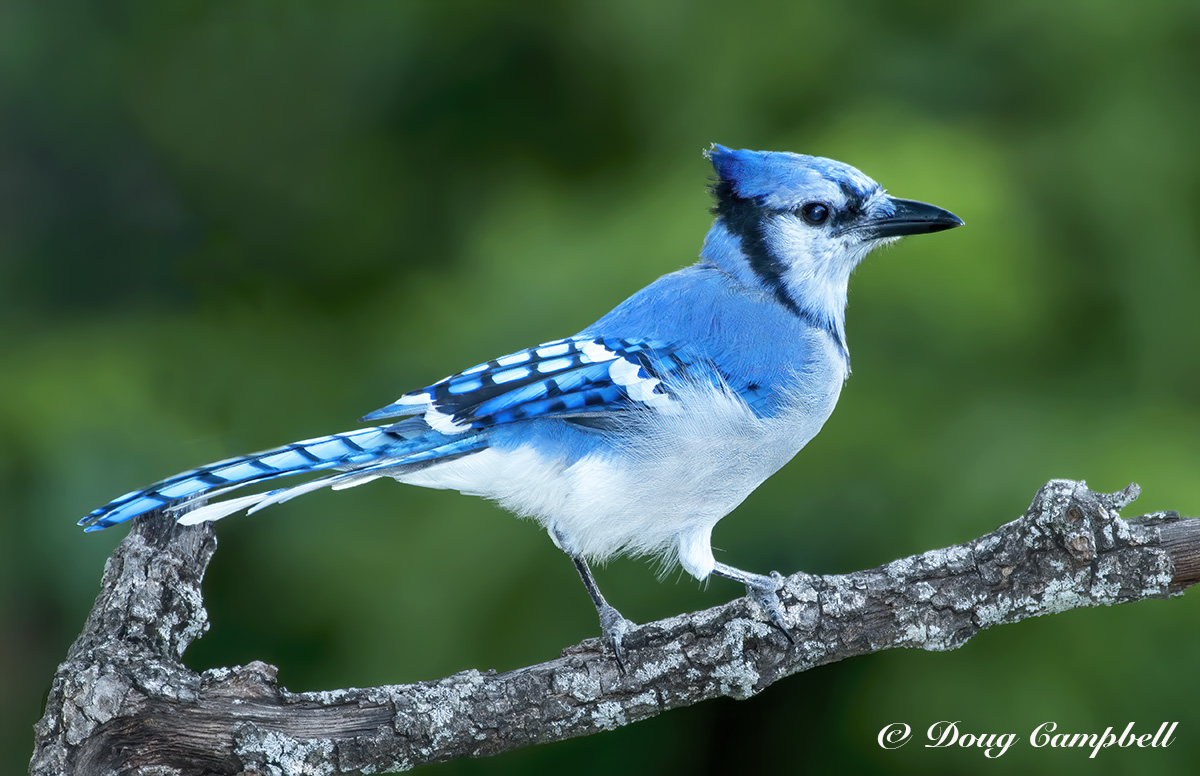 BLUE JAY 2 - 0028.jpg