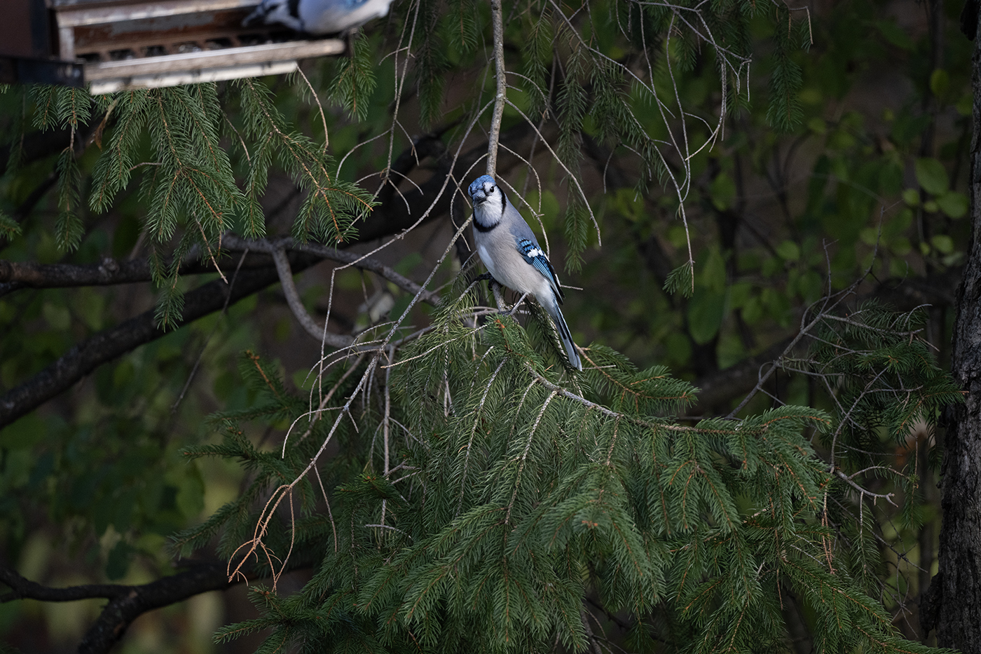 blue jay example sharp at 50ft copy 1400 px across.jpg