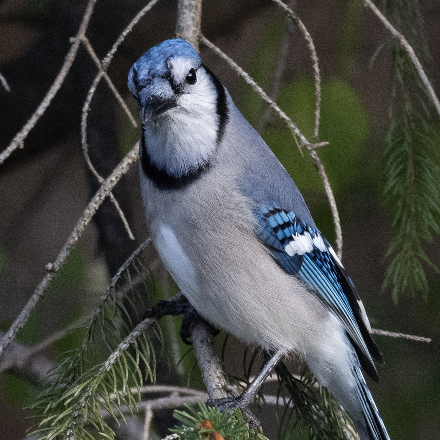 blue jay example sharp at 50ft ds.jpg