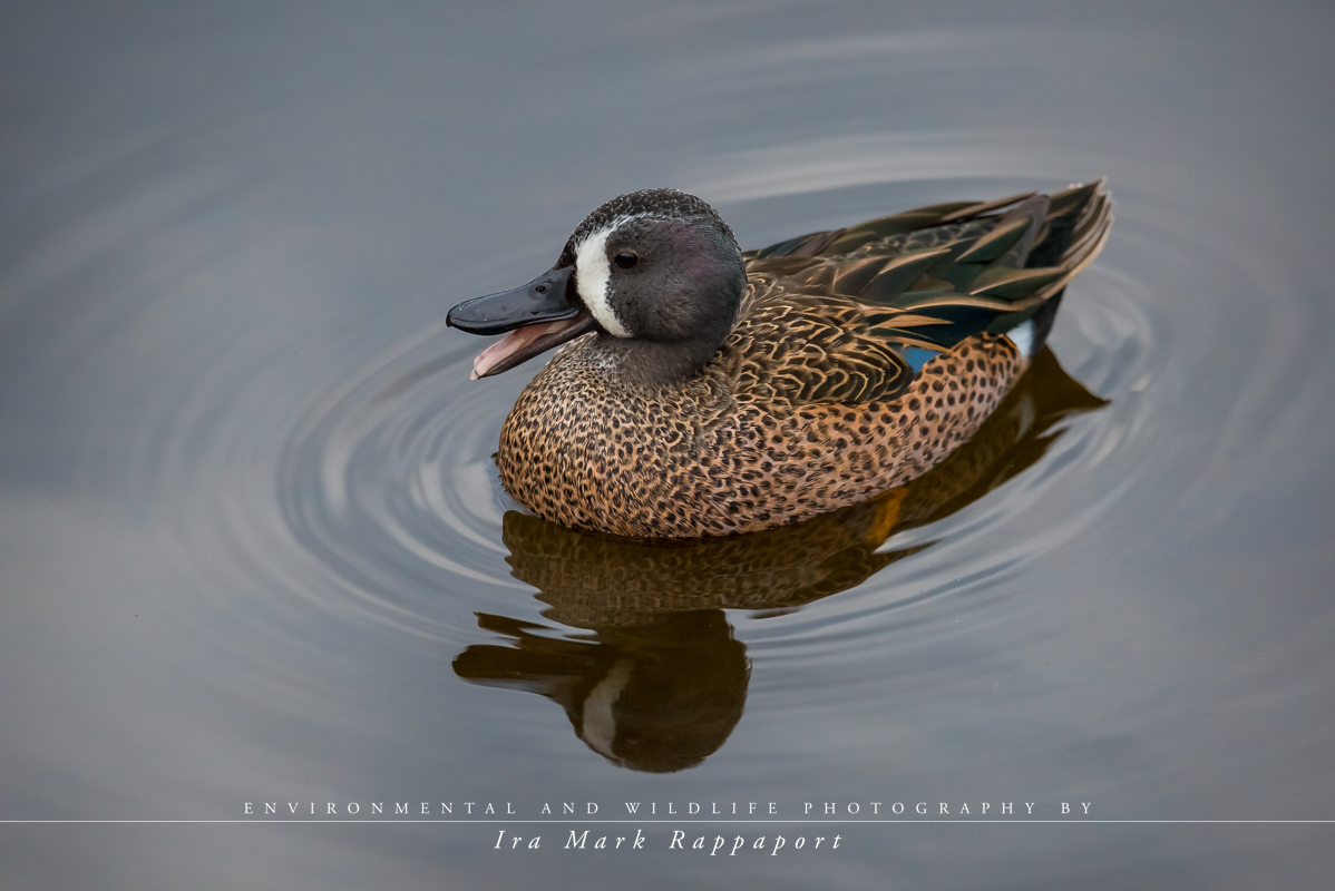 Blue-winged Teal.jpg