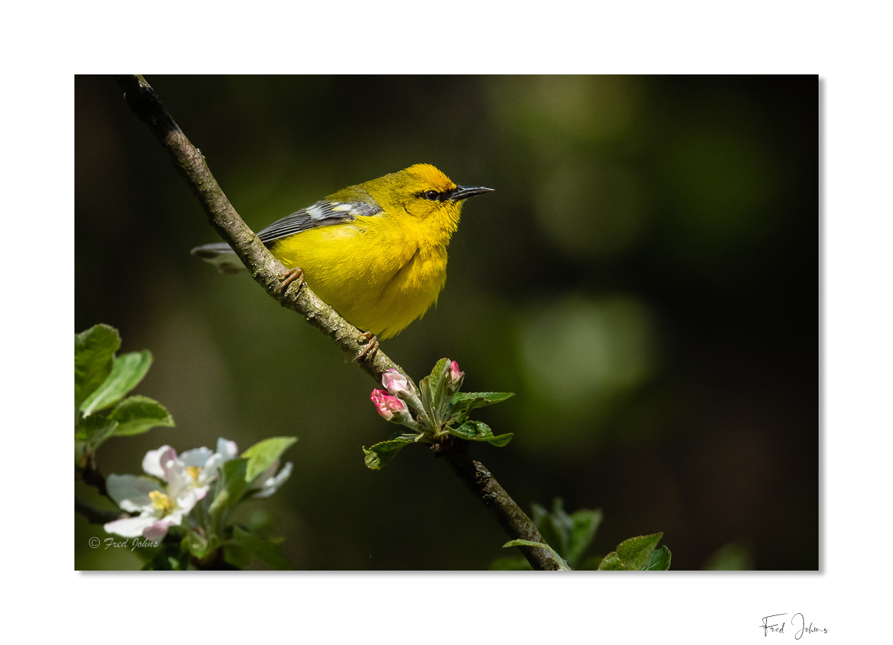 Blue-winged Warbler_sm-3Framed.jpg